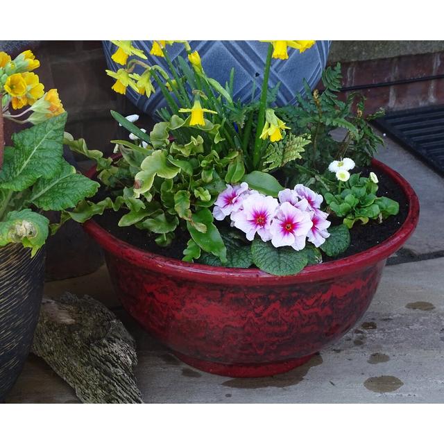 Kylemore Plant Pot Lark Manor Colour: Ruby Red on Productcaster.