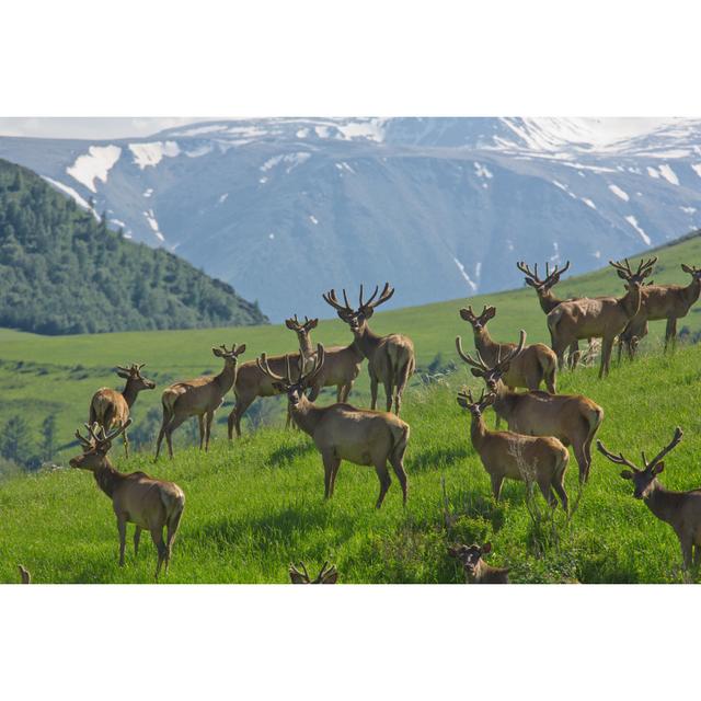 Group Deer In Forest by Ustinenko - Wrapped Canvas Print Alpen Home Size: 30cm H x 46cm W on Productcaster.