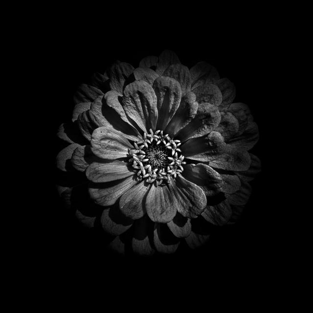 Black and White Zinnia V - Wrapped Canvas Art Prints Latitude Run Size: 76cm H x 76cm W on Productcaster.