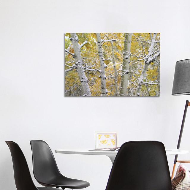 Quaking Aspen Trees Covered with Snow Near Kebbler Pass, Gunnison National Forest, Colorado II by Tim Fitzharris - Wrapped Canvas Photograph Latitude on Productcaster.