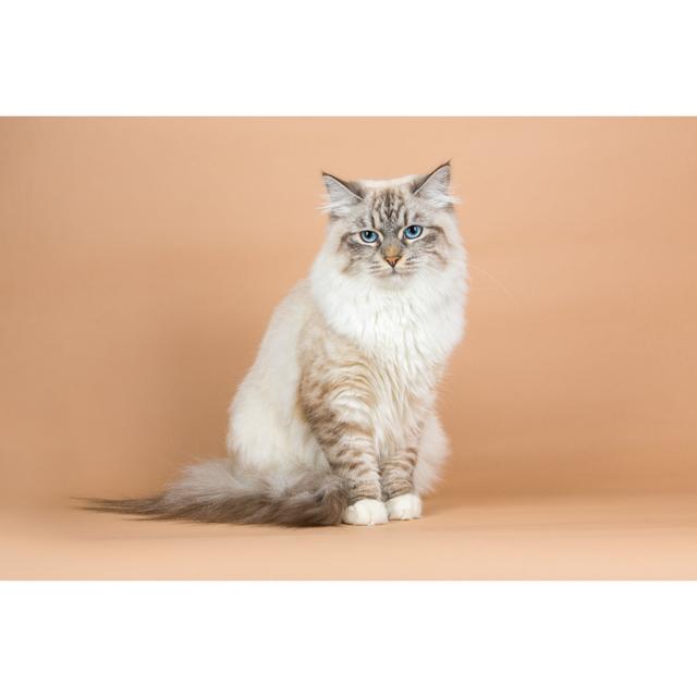 Portrait of Siberian cat Latitude Run Size: 61cm H x 91cm W on Productcaster.