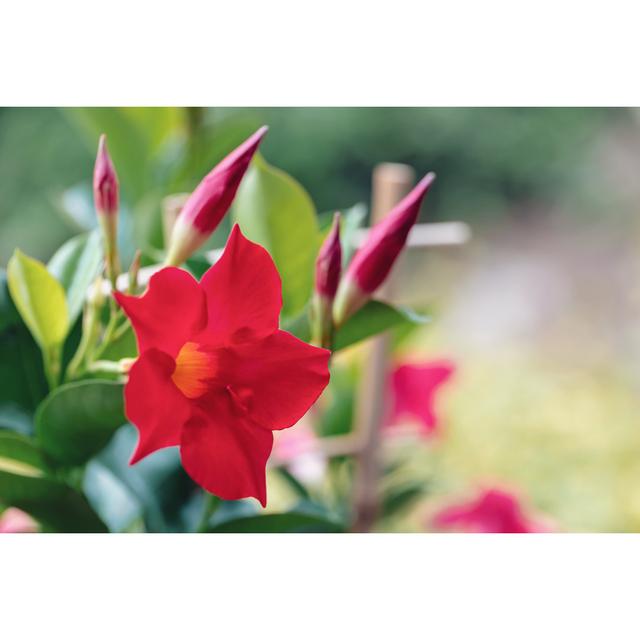 Flowering Red by Artush - Print 17 Stories Size: 20cm H x 30cm W on Productcaster.