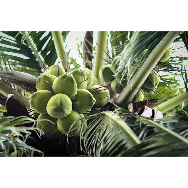 Green Coconut At Tree by F3rd14n - Wrapped Canvas Print 17 Stories Size: 51cm H x 76cm W on Productcaster.