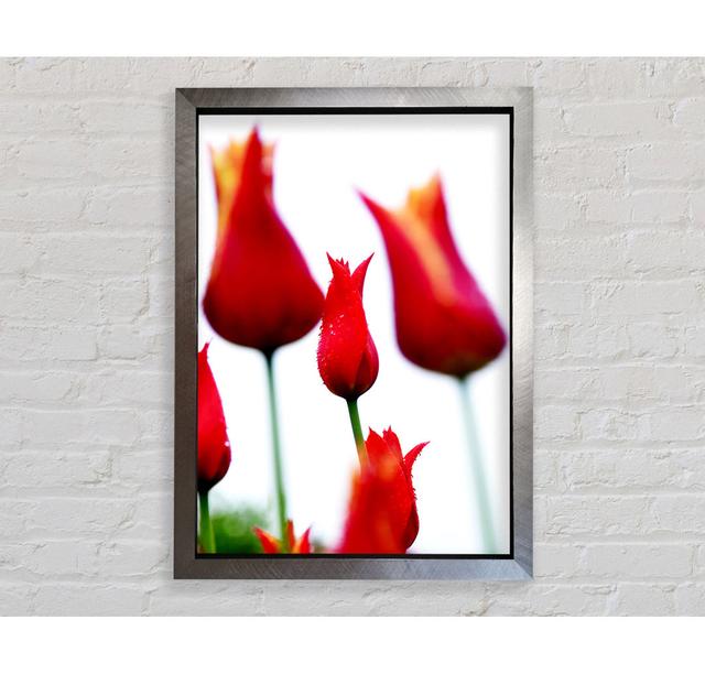 Red Fire Tulip Field Framed Print Brayden Studio Format: Ventura Silver Framed Paper, Size: 42.1cm H x 59.7cm W x 3.4cm D on Productcaster.