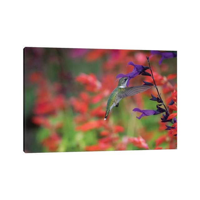 Ruby-throated Hummingbird On Purple Majesty Salvia. Marion County, Illinois. by Richard & Susan Day - Gallery-Wrapped Canvas Giclée on Canvas 17 Stori on Productcaster.