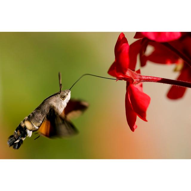 Hummingbird Hawk-Moth von Tompikukac - Kunstdrucke auf Leinwand 17 Stories Größe: 20cm H x 30cm B x 1,8cm T on Productcaster.