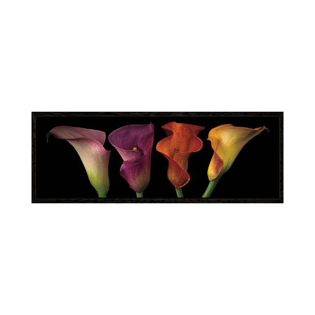 Leinwandbild Jewel Calla Lilies von Assaf Frank iCanvas Größe: 40,64 cm H x 121,92 cm B x 3,8 cm T, Format: Schattenfugenrahmen in Schwarz on Productcaster.