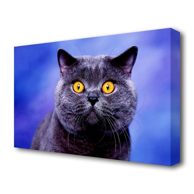 Heres Looking At You Cat Yellow Eyes Wildlife - Wrapped Canvas Photograph Print East Urban Home Size: 35.6 cm H x 50.8 cm W on Productcaster.