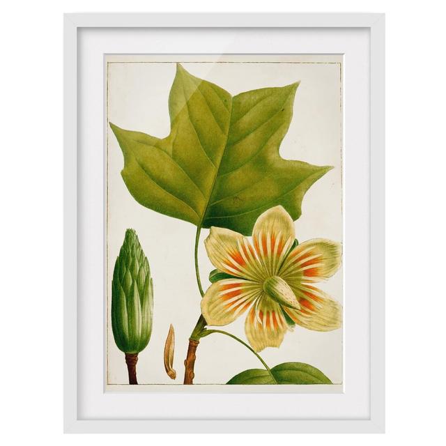 Tableau Leaf Flower Fruit IV - Picture Frame Graphic Art Brambly Cottage Frame Option: White, Size: 40cm H x 30cm W x 2cm D on Productcaster.