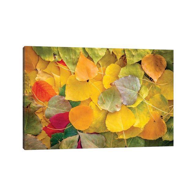 Fallen Leaves Vibrant by Nik Rave - Wrapped Canvas Print ClassicLiving Size: 30.48cm H x 45.72cm W x 1.91cm D on Productcaster.