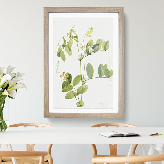 White Pea by Mary Vaux Walcott - Picture Frame Painting East Urban Home Frame Option: Oak, Size: 65cm H x 48cm W x 2cm D on Productcaster.