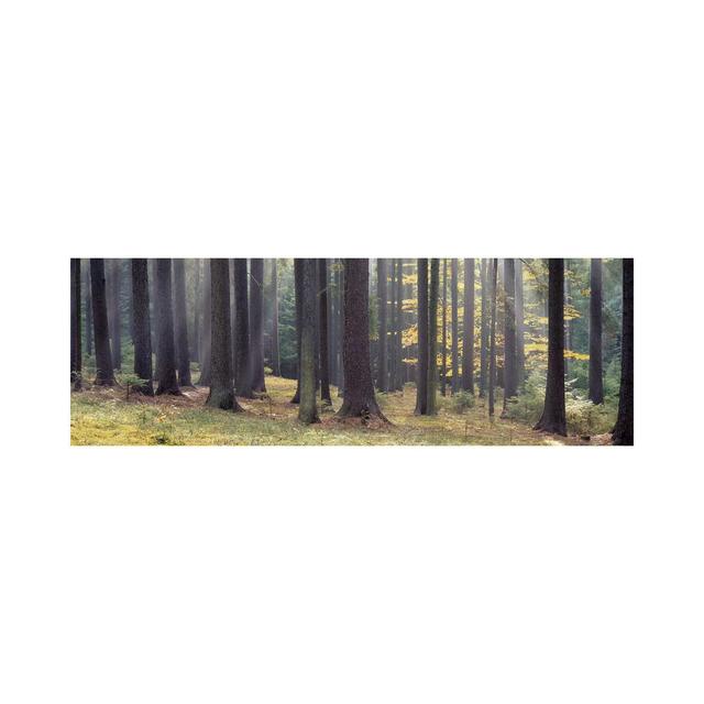 Trees In The Forest, South Bohemia, Czech Republic - Wrapped Canvas Panoramic Print Union Rustic Size: 50.8cm H x 152.4cm W x 3.81cm D on Productcaster.