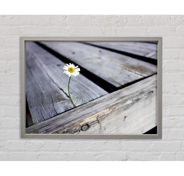 Single Daisy Deck - Single Picture Frame Art Prints on Canvas August Grove Size: 59.7cm H x 84.1cm W on Productcaster.