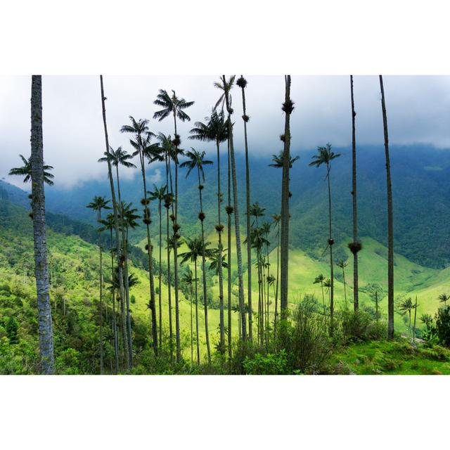 Bohl Wax Palm Trees - Wrapped Canvas Print Alpen Home Size: 61cm H x 91cm W x 3.8cm D on Productcaster.