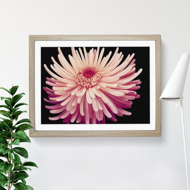 Hopeful Chrysanthemum Flower - Picture Frame Graphic Art ClassicLiving Size: 25cm H x 34cm W x 2cm D, Frame Colour: Oak on Productcaster.