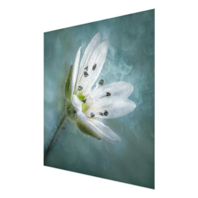 Glasbild White Flower East Urban Home Blinde Größe: 50 cm H x 50 cm B on Productcaster.