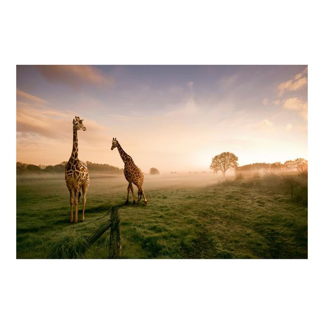 Surreal Giraffes Semi-Gloss Wallpaper Roll East Urban Home Materialqualität: Standard (110g/m²), Size: 3.84m x 255cm on Productcaster.