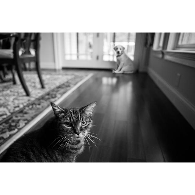 Cat and Puppy by Diane39 - Wrapped Canvas Photograph 17 Stories Size: 51cm H x 76cm W on Productcaster.