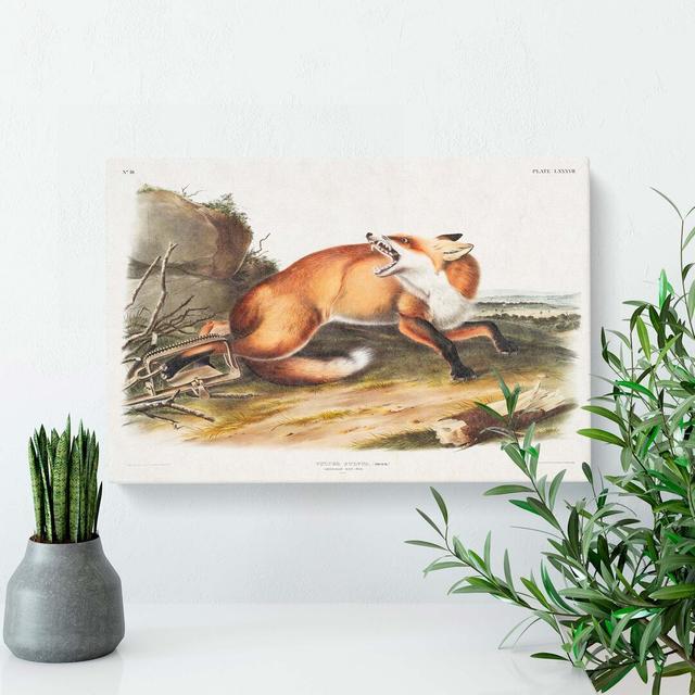 Fox Caught In A Trap by J.W. Audubon - Wrapped Canvas Painting East Urban Home Size: 35cm H x 50cm W x 3cm D on Productcaster.