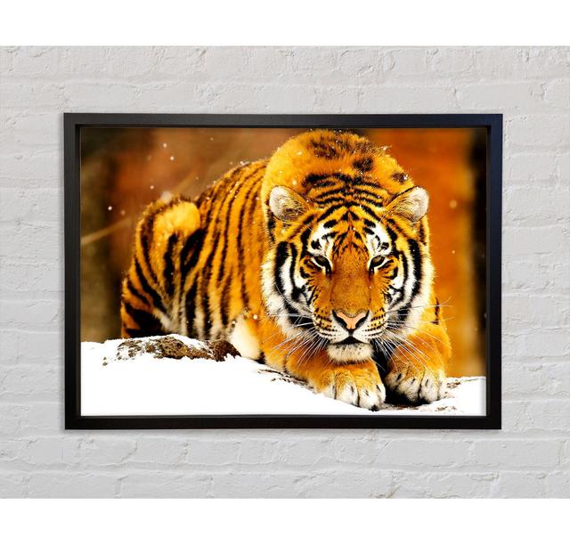 Siberian Snow Tiger Framed Print Bright Star Size: 59.7cm H x 84.1cm W on Productcaster.