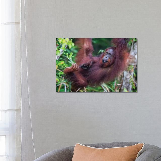 Orangutan Hanging out Borneo by Mogens Trolle - Wrapped Canvas Photograph Latitude Run Size: 45.72cm H x 66.04cm W x 3.81cm D on Productcaster.