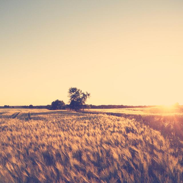 Sunset On Grainfield by Rike_ - Print 17 Stories Size: 30cm H x 30cm W on Productcaster.