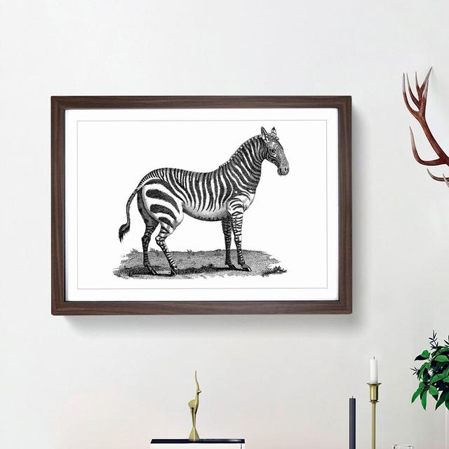 Zebra in Black & White by George Shaw - Picture Frame Drawing Print East Urban Home Size: 36cm H x 48cm W x 2cm D, Frame Option: Walnut Framed on Productcaster.