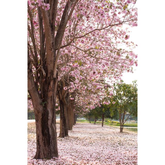 Cherry Blossom Garden by Swongpiriyaporn - Wrapped Canvas Photograph Latitude Run Size: 30cm H x 20cm W on Productcaster.