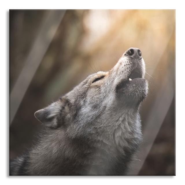 Howling Wolf Close-Up - No Frame Print on Glass Alpen Home Size: 80cm H x 80cm W x 0.4cm D on Productcaster.