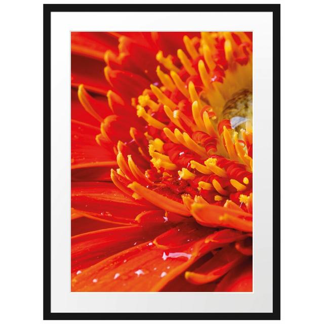 Gerahmtes Poster Gerbera mit Wassertropfen East Urban Home Größe: 80 cm H x 60 cm B on Productcaster.