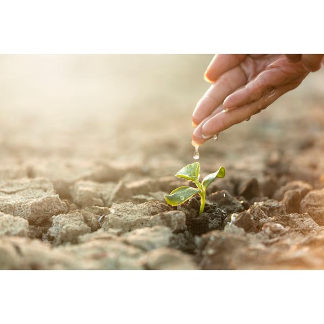 Seeding Plant, Woman Hand by Gece33 - No Frame Print on Canvas 17 Stories Size: 60cm H x 90cm W on Productcaster.