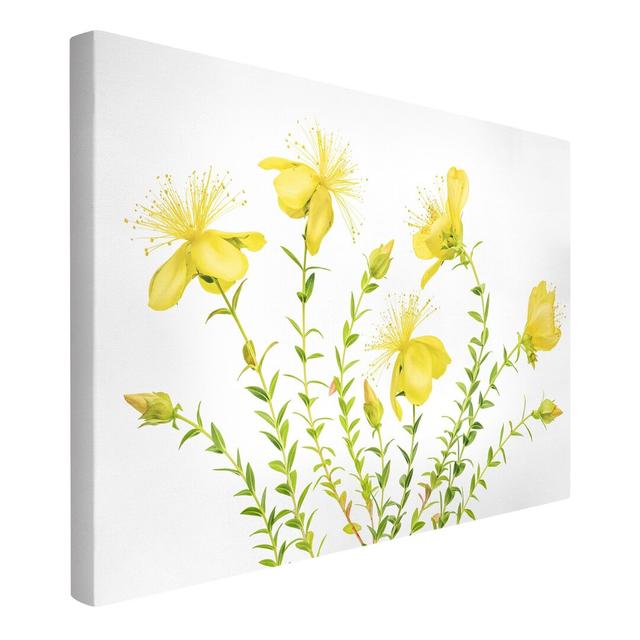 St. Johns wort in full bloom - Wrapped Canvas Graphic Art Rosalind Wheeler Format: 260g/m² canvas, Size: 60cm H x 90cm W on Productcaster.