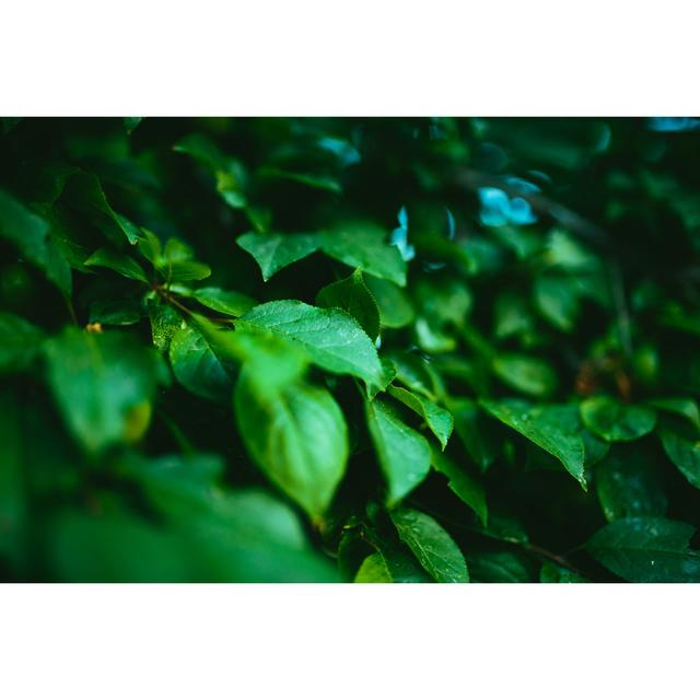 Fresh Green Leaves by Themacx - No Frame Art Prints on Canvas 17 Stories Size: 20cm H x 30cm W on Productcaster.