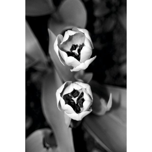 Floral Portrait IV by Jeff Pica - Wrapped Canvas Photograph Rosalind Wheeler Size: 122cm H x 81cm W on Productcaster.