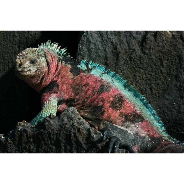 Colorful Marine Iguana Resting On Shore Rocks by Petervanvuuren - No Frame Art Prints on Canvas 17 Stories Size: 50cm H x 75cm W on Productcaster.