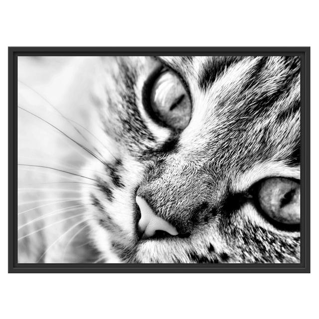 Gerahmtes Wandbild Große Katzenaugen East Urban Home Größe: 60 cm H x 80 cm B on Productcaster.