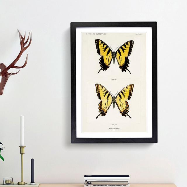 Eastern Tiger Swallowtail Butterfly by S.F. Denton - Picture Frame Graphic Art Print East Urban Home Frame Option: Black Framed, Size: 36cm H x 27cm W on Productcaster.