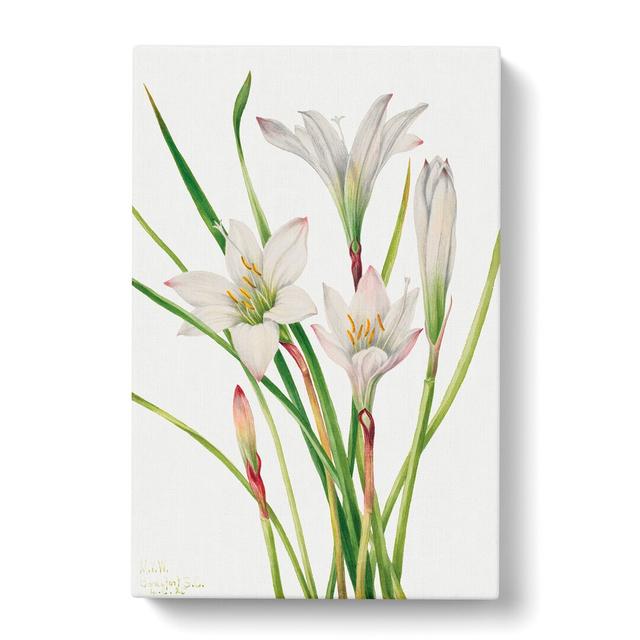 Atamasco Lily by Mary Vaux Walcott - Wrapped Canvas Painting East Urban Home Size: 60cm H x 40cm W x 3cm D on Productcaster.