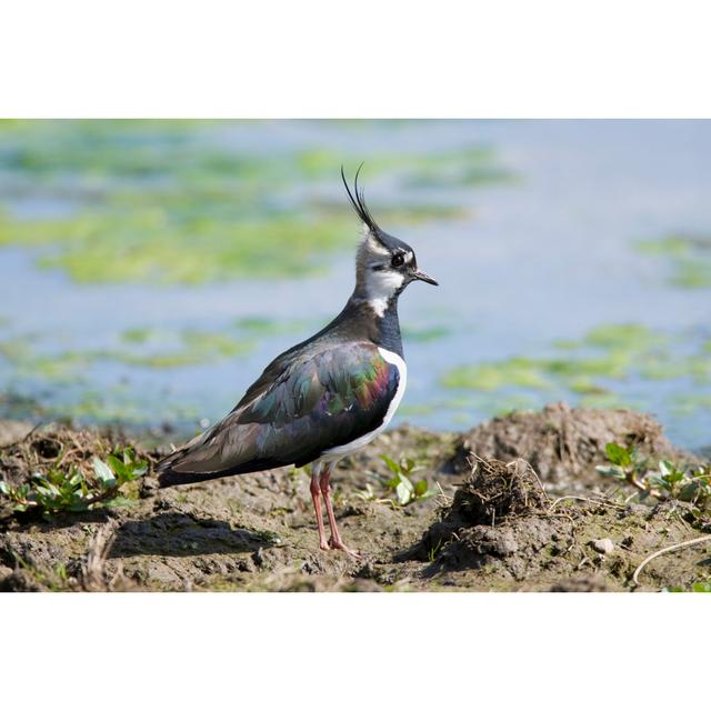 Lapwing vanellus 17 Stories Size: 81cm H x 122cm W on Productcaster.