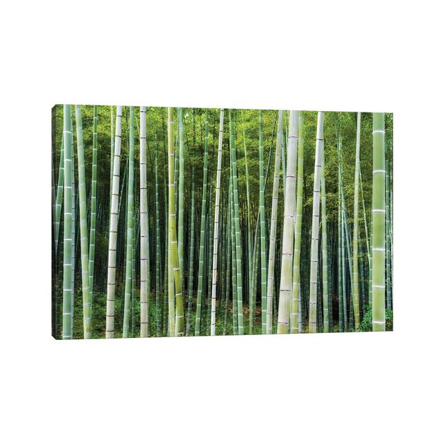 Green Bamboo by Jan Becke - Wrapped Canvas Photograph Alpen Home Size: 20.32cm H x 30.48cm W x 1.91cm D on Productcaster.