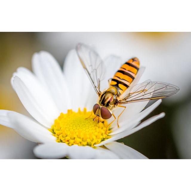 Hoverfly Eating - Wrapped Canvas Print Brambly Cottage Size: 30cm H x 46cm W x 3.8cm D on Productcaster.