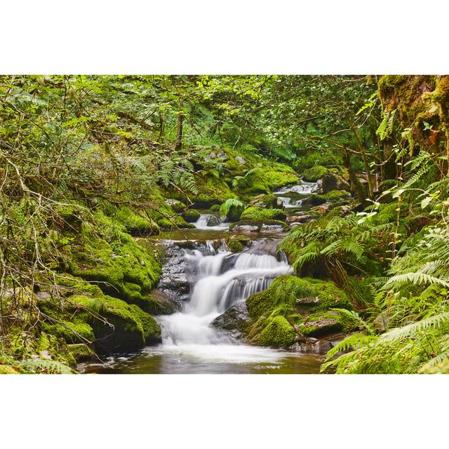 Currey Muniellos Biosphere Reserve - Wrapped Canvas Print Alpen Home Size: 30cm H x 46cm W x 3.8cm D on Productcaster.