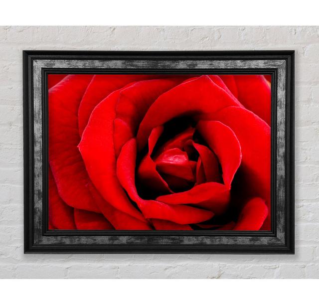 Red Rose Velvet Petals - Single Picture Frame Art Prints Bright Star Size: 42cm H x 59.7cm W x 8cm D on Productcaster.