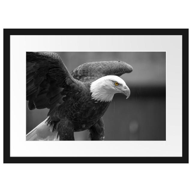 Gerahmtes Poster Schöner Weißkopfseeadler East Urban Home Größe: 40 cm H x 55 cm B on Productcaster.