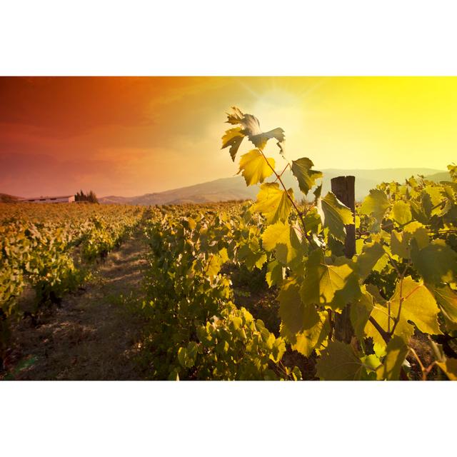 Close-Up of Vineyard at Sunset by Ze_Pedro - Wrapped Canvas Photograph Ebern Designs Size: 51cm H x 76cm W x 3.8cm D on Productcaster.