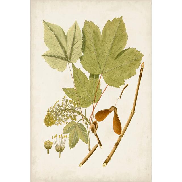 Antique Leaves IV - Wrapped Canvas Art Prints Rosalind Wheeler Size: 91cm H x 61cm W on Productcaster.