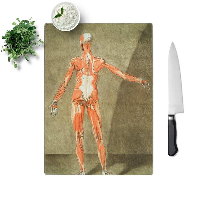 Tempered Glass Anatomical Illustration of a Male No. 6 Chopping Board East Urban Home Size: 28.5 cm W x 39 cm L on Productcaster.