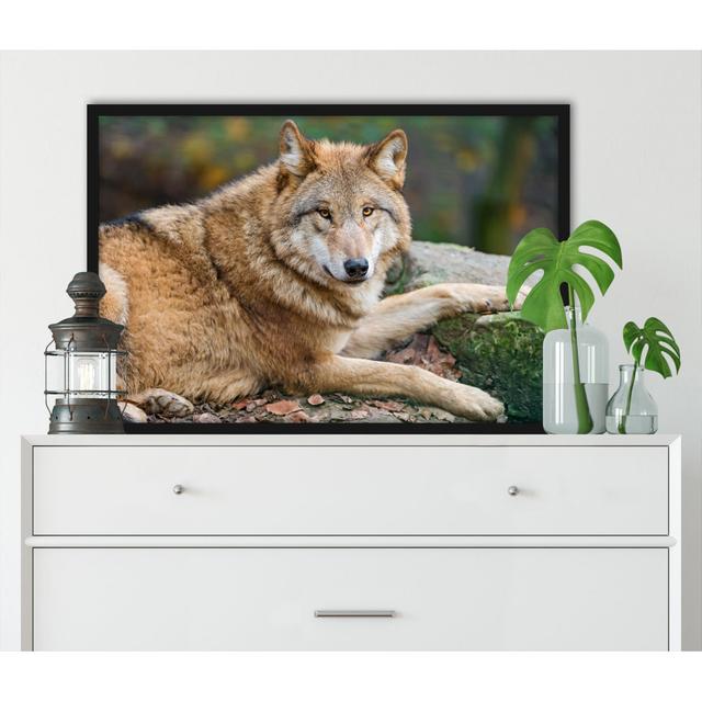 Gerahmtes Poster Proud Wolf on a Stone Alpen Home Größe: 60cm H x 80cm B x 2,5cm T on Productcaster.