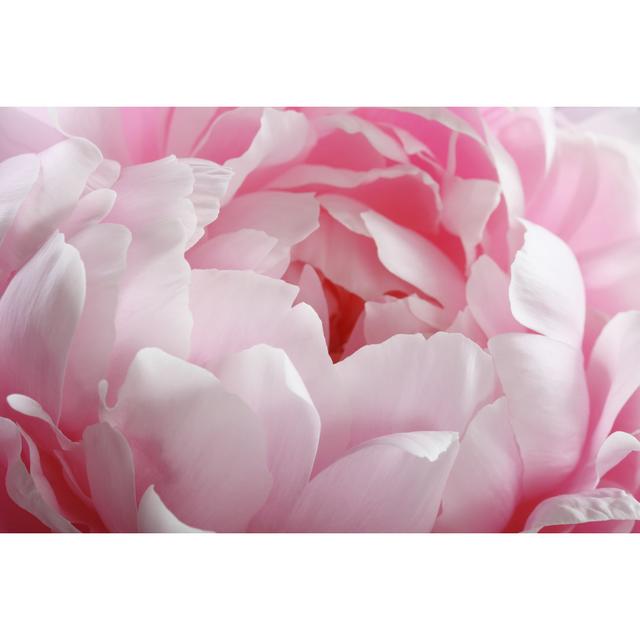 Fragment of Pink Peony by Ksenia Pelevina - Wrapped Canvas Photograph Ebern Designs Size: 61cm H x 91cm W x 3.8cm D on Productcaster.