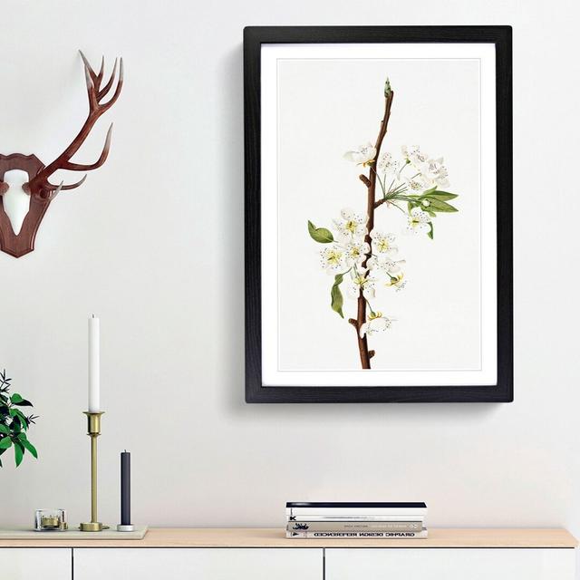 Musky Pear Tree Flowers by Giorgio Gallesio - Picture Frame Painting Print East Urban Home Size: 48cm H x 36cm W x 2cm D, Frame Option: Black Framed on Productcaster.